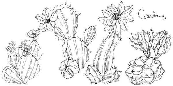向量仙人掌花植物花。黑白雕刻水墨艺术。孤立的仙人掌插图元素