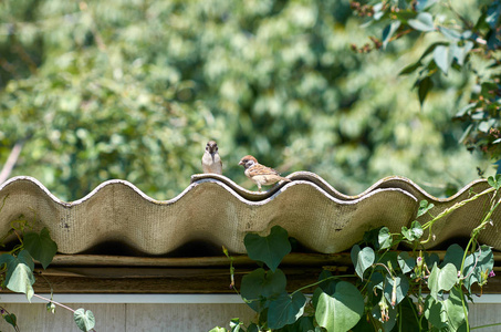 麻雀坐在屋顶上