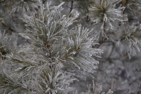 花霜中的树枝。 绿针。 白雪公主。