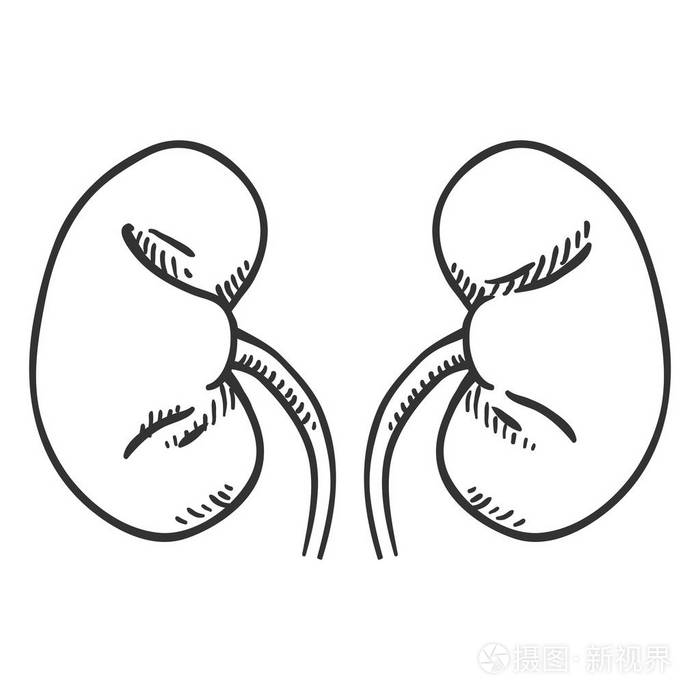 矢量草图人类肾脏解剖器官插图