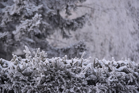 白霜。 雪中的云杉。 绿色的树枝。 冬季景观。