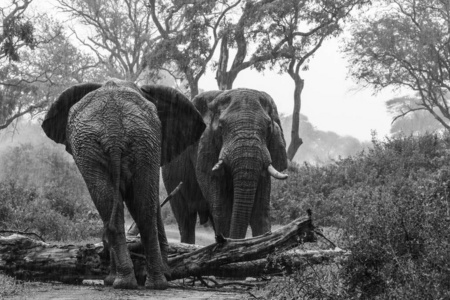 黑白照片非洲象在雨中走在砾石路后推树过路克鲁格国家公园南非
