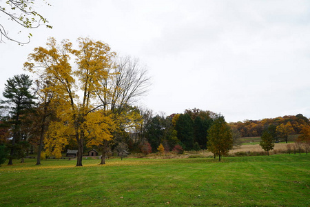 秋天公园的景色，有绿色的草坪和黄色的叶面树