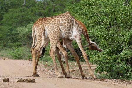 非洲长颈鹿在狩猎克鲁格国家公园长脖子打架