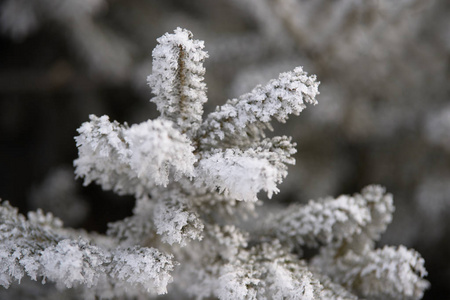 白霜。 雪中的树枝。 模糊的背景。