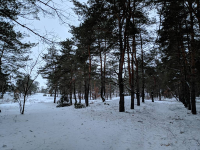 冬季森林景观，森林中有降雪的树木