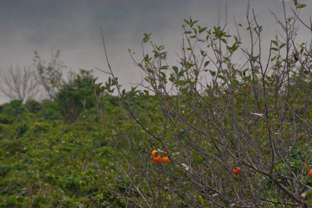 成熟的柿子果实在树上拍照，用于广告设计贸易和更多。