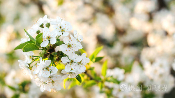 下载小样发票合同问题/举报植物树白色的花樱花美丽春天开花花瓣花上