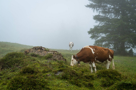 有雾的奶牛在山上