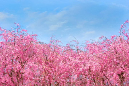 日本北川北川北川公园樱花盛开