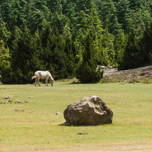 白马在阿纳普尔纳范围内的上坡牧场放牧。