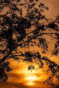 热带森林黄昏夕阳下孤独的剪影树