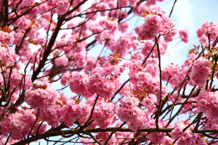 枝上盛开的粉红色花朵
