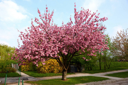 公园里有小径路，春天树上开着粉红色的花