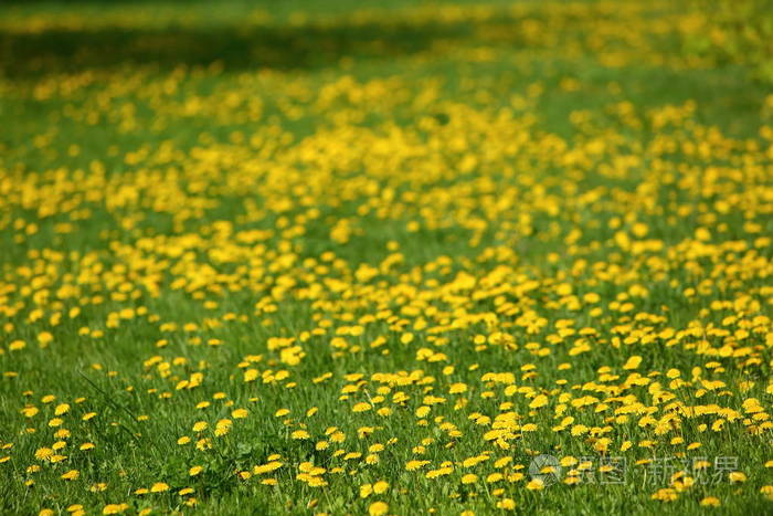 在草地上生长的黄色蒲公英花