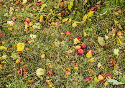 大丰收的苹果成熟的苹果从树上掉下来，躺在草地上，秋天的背景。