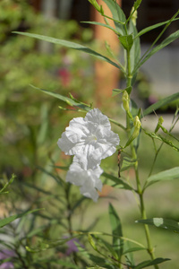 s Wild Petunia, Mexican Bluebell, Mexican Petunia flower. Ruell