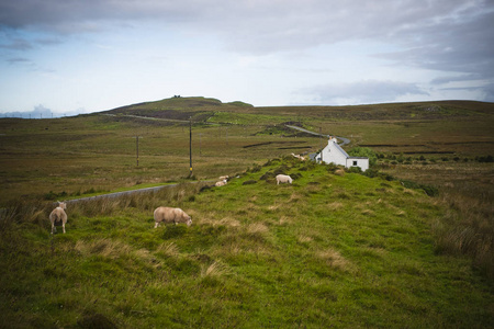 春天在苏格兰农场放牧的羊。