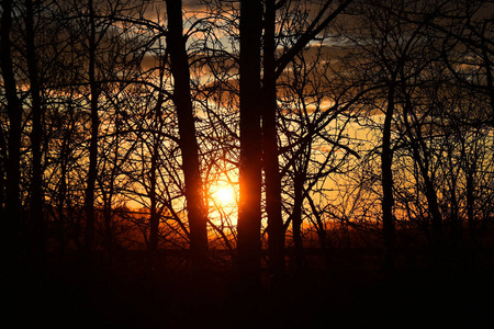 日落时白杨树立的剪影图像。