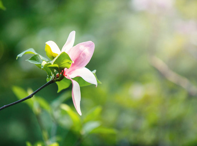 开花的木兰树..中国的木兰花开着紫罗兰和白色的郁金香。春天的背景，大自然