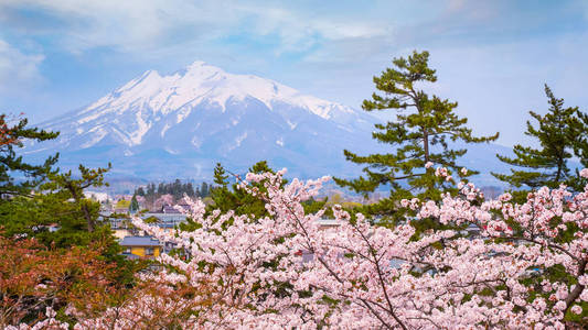山日本平崎市平崎公园樱花盛开的岩崎