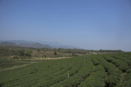 在泰国清莱茅舍的斗麦沙龙高山上，为泰国人民和外国游客参观旅游和购物，观赏1000多个雷斯的秋芳茶园景观