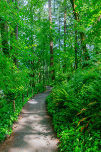 美国波特兰华盛顿公园森林步道景观