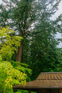 在美国波特兰日本花园中的树木中的传统房屋观