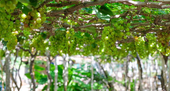 葡萄树。 葡萄藤上的新鲜青柚与葡萄园中的绿叶的股票照片图像。 关闭成熟的绿色葡萄枝，葡萄叶在葡萄园的背景。 范兰响越南