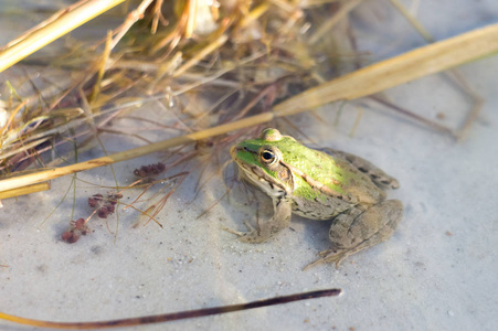 绿色青蛙在自然栖息地