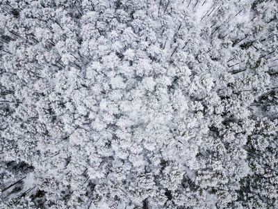 冬季森林地区用雪树的鸟瞰图