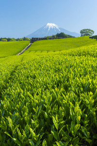 富士山和日本茶园景观