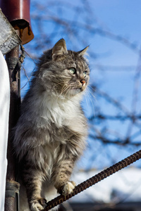 灰色农村猫的肖像