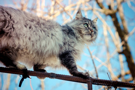灰色农村猫的肖像