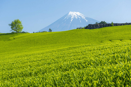 富士山和日本茶园景观