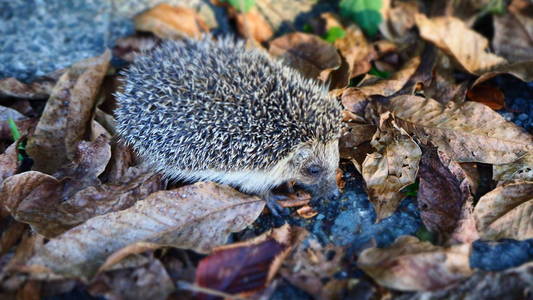 可爱的小刺猬在秋天的树叶里寻找食物