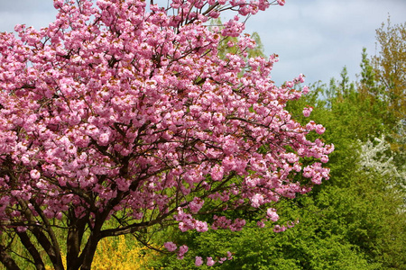 在春天，一棵苹果树的花被大量的粉红色的花装饰着。