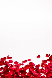 白色背景的红色玫瑰花瓣框架