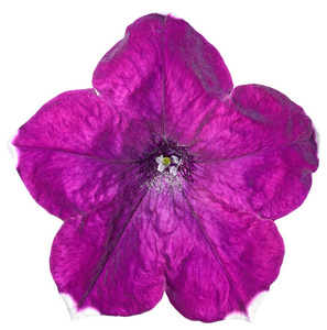 矮牵牛特写单花花瓣，明亮紫色，孤立在白色背景上。 从顶部的视图。