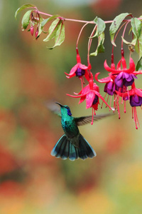 绿色紫罗兰，科利布里沙拉锡斯，在花园里的红花旁边盘旋，来自墨西哥热带雨林的鸟，自然栖息地，美丽的蜂鸟，五颜六色的背景