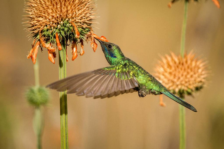 闪闪发光的紫罗兰色耳科里布里科鲁斯卡盘旋在橙色花鸟旁边，来自高海拔的马丘比丘秘鲁美丽的中型蜂鸟从花中吸吮花蜜。