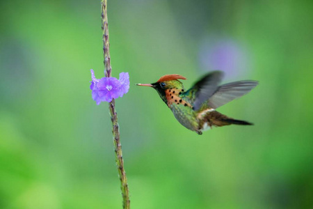簇状Lophornisornatus盘旋在紫罗兰花旁，飞鸟，特立尼达和多巴哥加勒比，自然栖息地，美丽的蜂鸟吮吸花蜜，背