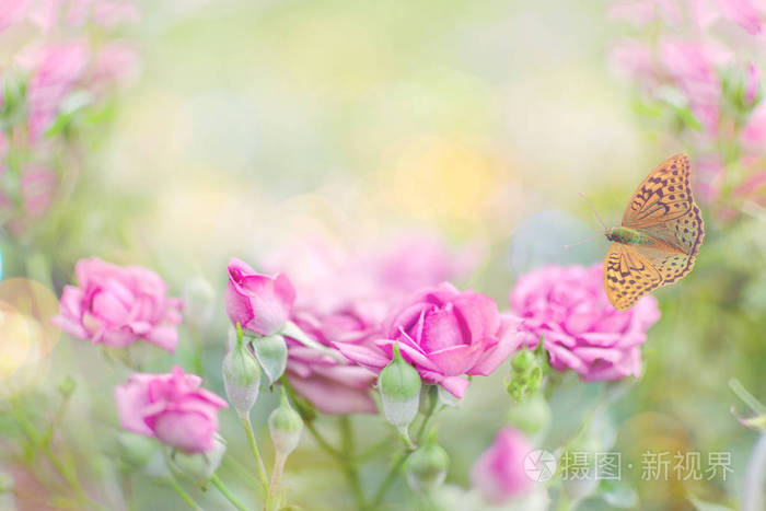 清新的夏日早晨,大自然上飞舞的蝴蝶,轻柔的自然花背景. 夏季模板.