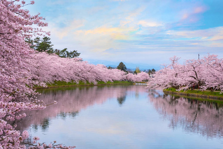 日本平崎公园平崎城堡樱花盛开