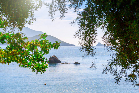 美丽的夏天全景海景。 看着清澈的蔚蓝的海水海湾。 前景中老橄榄树的枝条。 地中海在欧洲的某个地方。