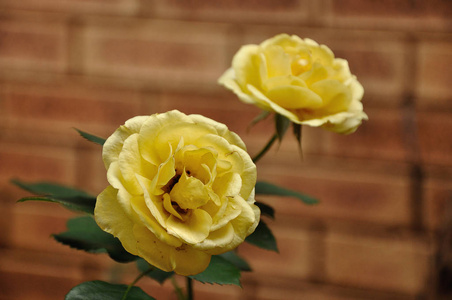 花园里的黄色玫瑰