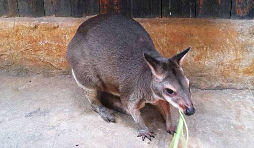 s wallaby Macropus rufogriseus