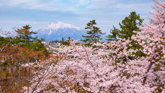 mt. 大阪樱花盛开的岩崎，是东北地区和日本最美丽的樱花园之一