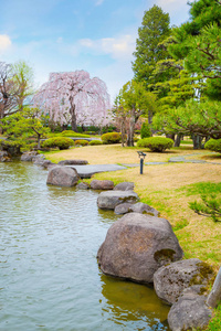 日本平崎藤田纪念日本花园樱花盛开