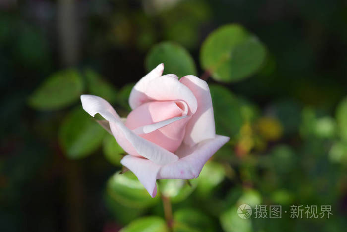蔷薇花苞拉丁名罗莎珠兰照片-正版商用图片16lkpy-摄图新视界